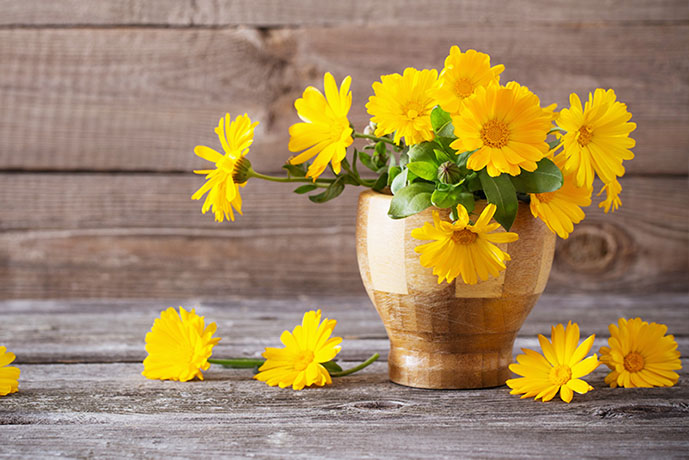 Fiori di calendula - Prof. Nicola Sorrentino