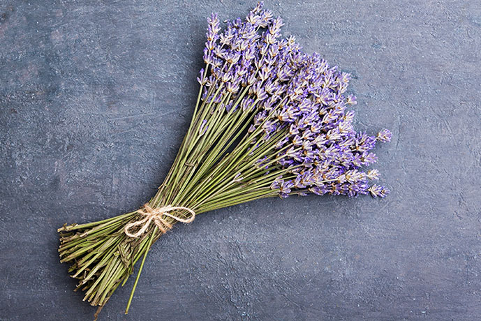 Fiori di lavanda - Prof. Nicola Sorrentino